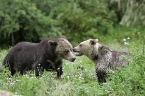 grizzlies in Jasper National Park | Jasper National Park